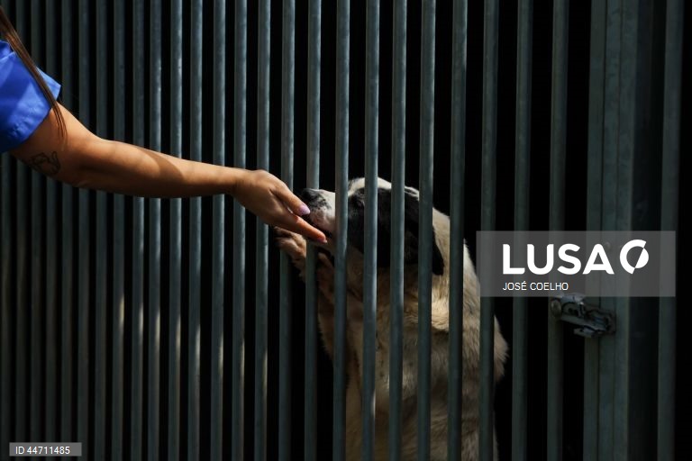 Animais na Plataforma de Acolhimento e Tratamento Animal (PATA), em Avintes, Vila Nova de Gaia, 03 de abril de 2025. O canil faz o balanço dos quatro anos do projeto, apelo à adoção consciente, alertas sobre os abandonos no verão. (ACOMPANHA TEXTO DA LUSA DO DIA 10 DE ABRIL DE 2025). JOSÉ COELHO/LUSA