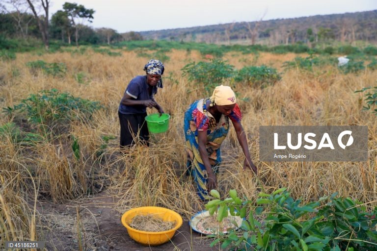 Refugiados congoleses fugiram da guerra há sete anos e estabeleceram-se no Lóvua, no nordeste de Angola, em busca de paz, mas enfrentam agora um futuro incerto e sem conseguir integrar-se plenamente na sociedade por falta de documentação, 19 de junho de 2025. (ACOMPANHA TEXTO DA LUSA DO DIA 20 DE JUNHO DE 2025).  AMPE ROGERIO/LUSA