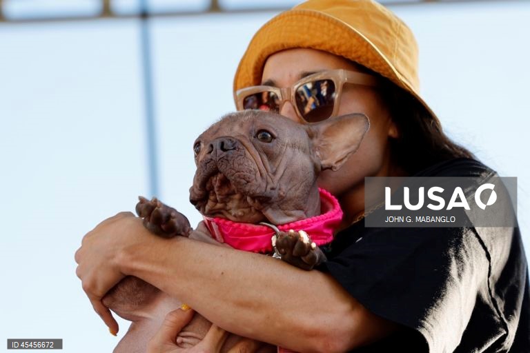 Concurso do cão mais feio do mundo realizado na Califórnia