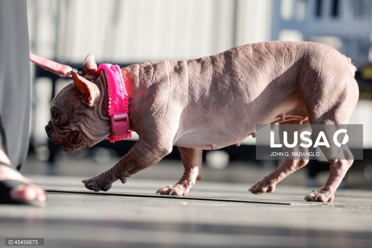 Concurso do cão mais feio do mundo realizado na Califórnia
