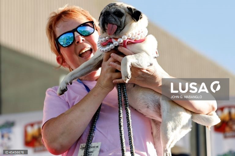 Concurso do cão mais feio do mundo realizado na Califórnia