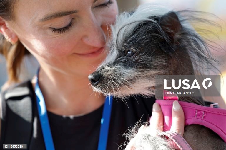 Concurso do cão mais feio do mundo realizado na Califórnia