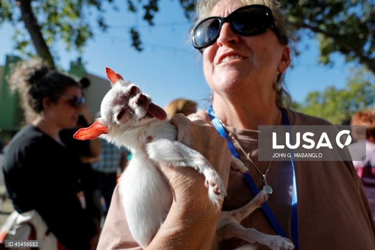 Concurso do cão mais feio do mundo realizado na Califórnia