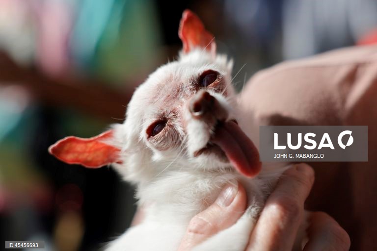 Concurso do cão mais feio do mundo realizado na Califórnia