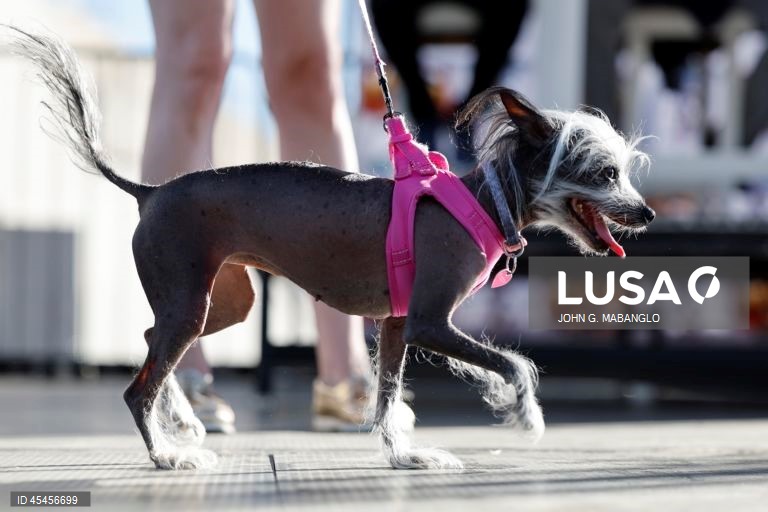 Concurso do cão mais feio do mundo realizado na Califórnia