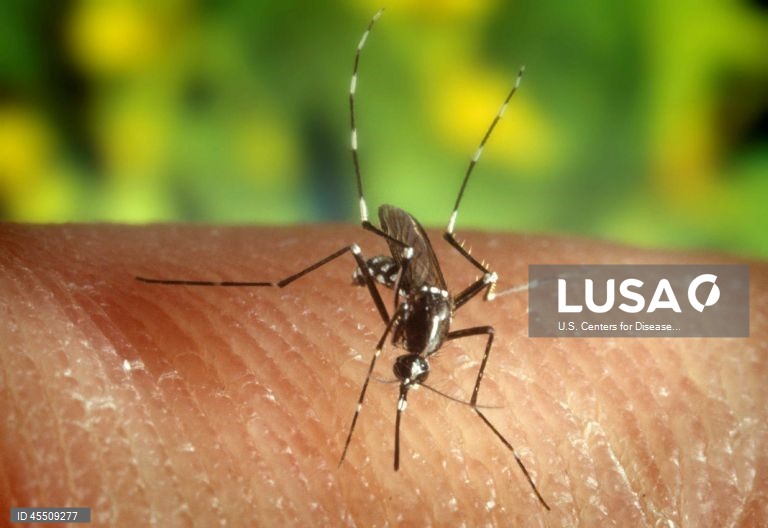 Dia Mundial do Mosquito