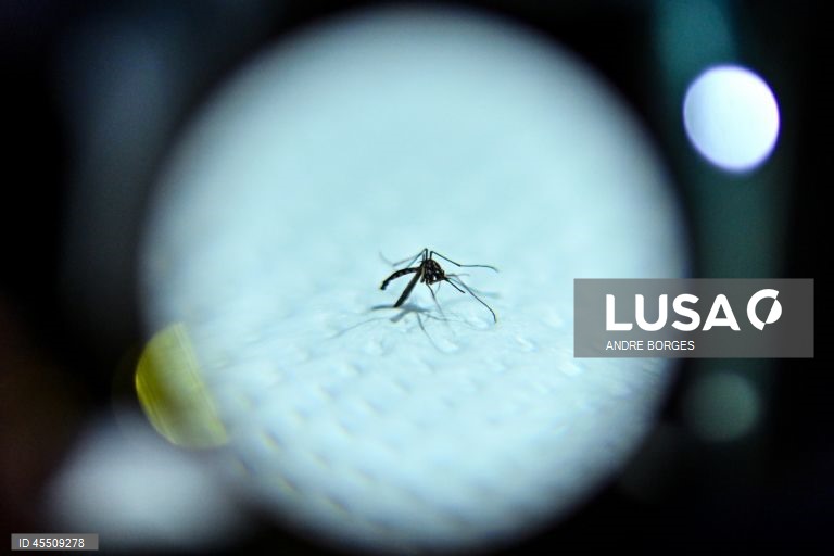 Dia Mundial do Mosquito