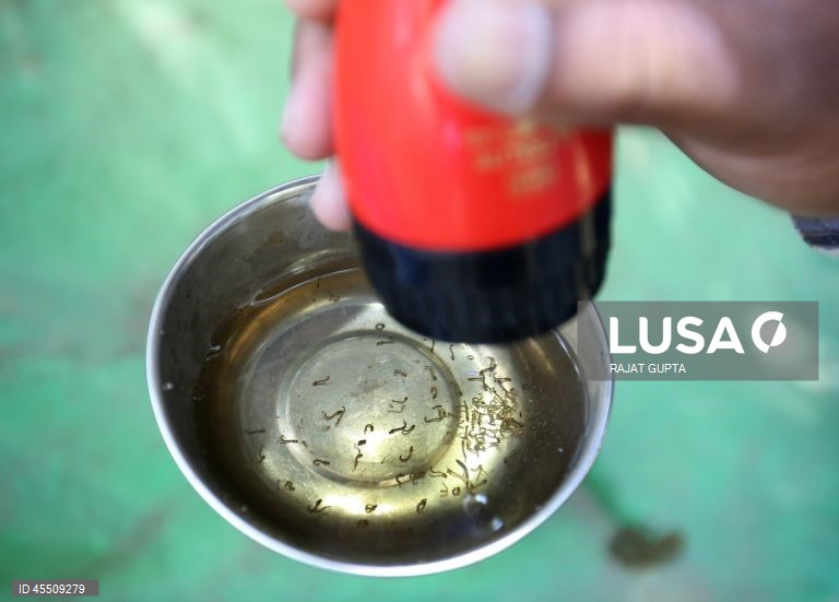 Dia Mundial do Mosquito