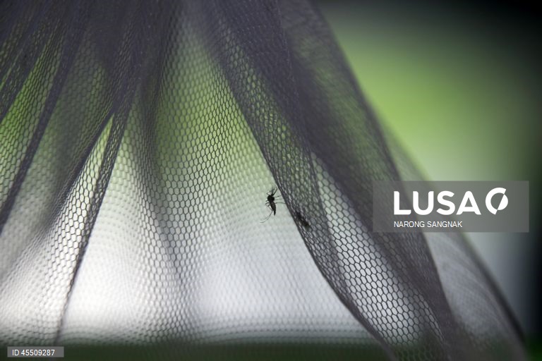 Dia Mundial do Mosquito