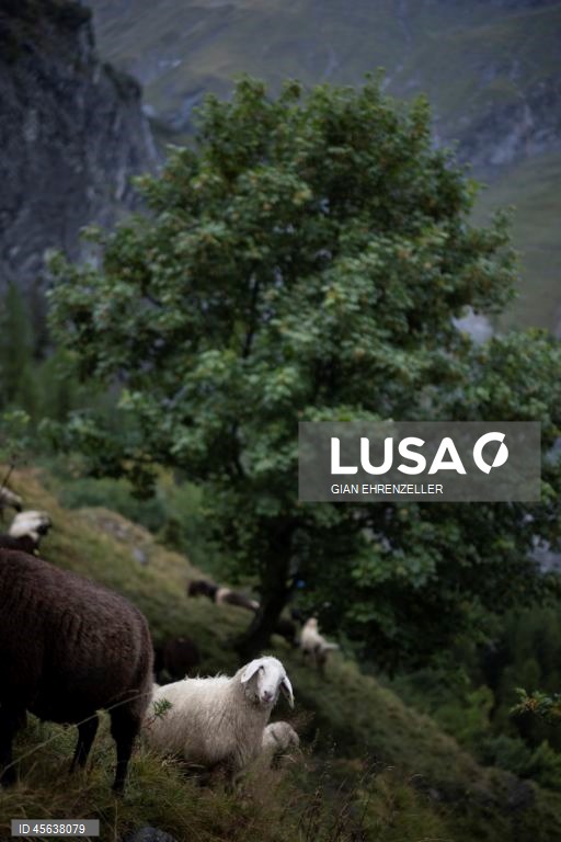 Suíça: Ovelhas descem do pasto alpino de Zanai