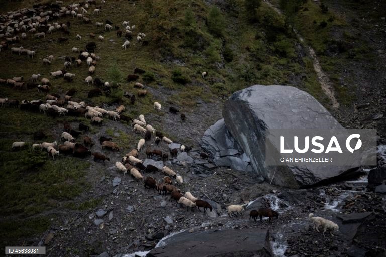 Suíça: Ovelhas descem do pasto alpino de Zanai