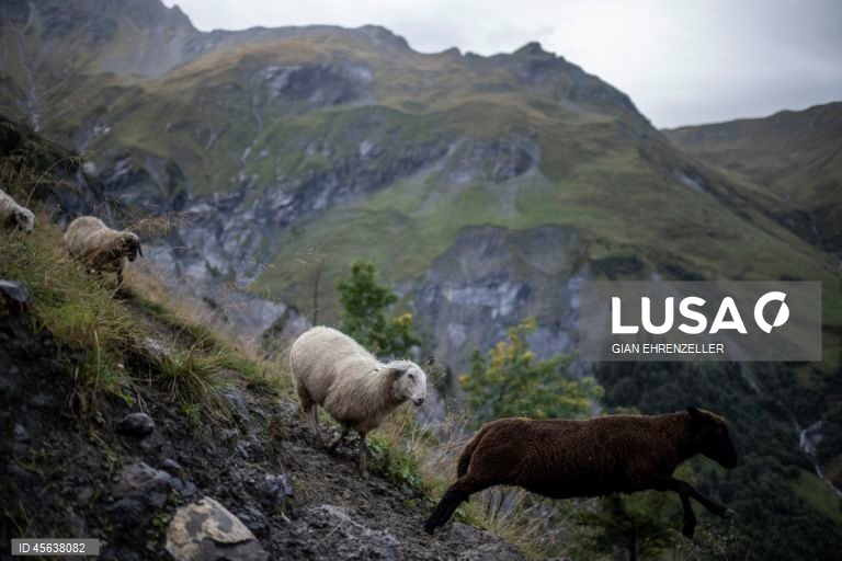 Suíça: Ovelhas descem do pasto alpino de Zanai