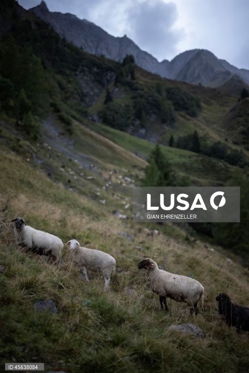 Suíça: Ovelhas descem do pasto alpino de Zanai