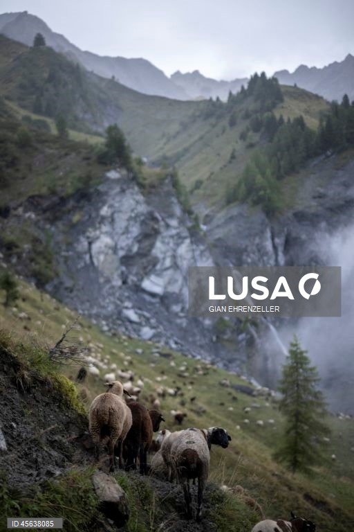 Suíça: Ovelhas descem do pasto alpino de Zanai