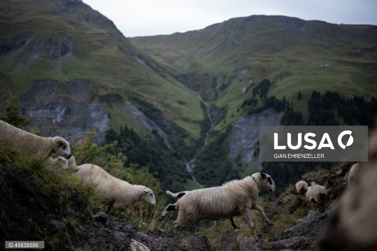 Suíça: Ovelhas descem do pasto alpino de Zanai