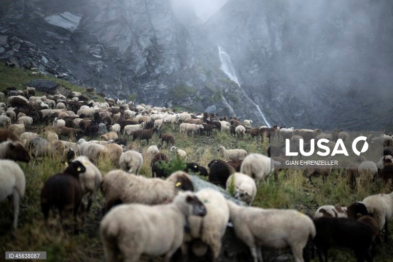 Suíça: Ovelhas descem do pasto alpino de Zanai