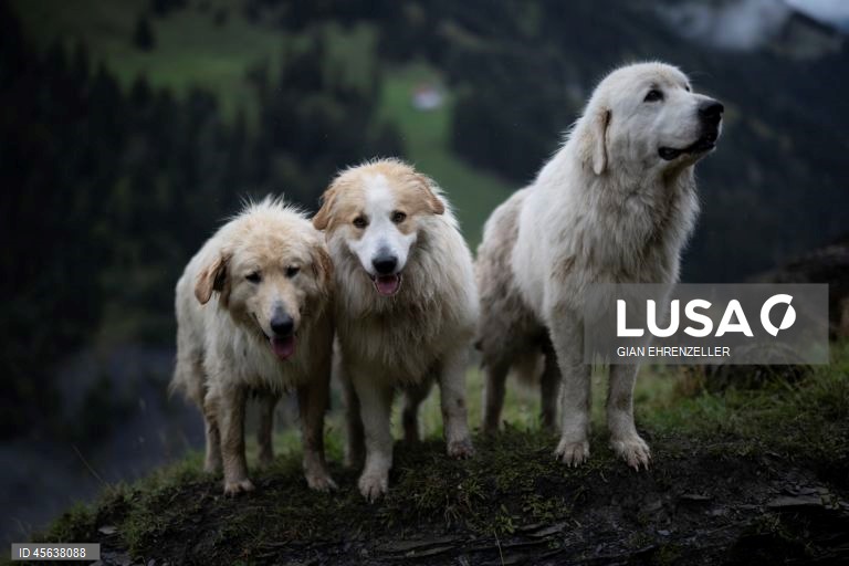 Suíça: Ovelhas descem do pasto alpino de Zanai