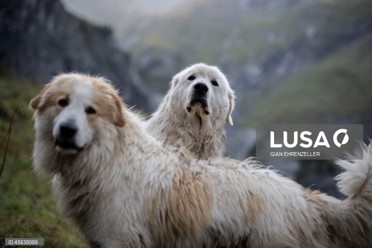 Suíça: Ovelhas descem do pasto alpino de Zanai