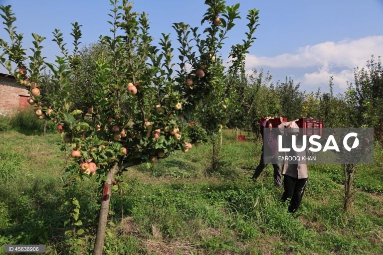 Índia: Colheita da maçã em Caxemira