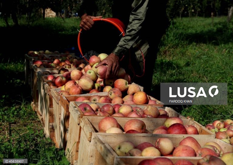 Índia: Colheita da maçã em Caxemira