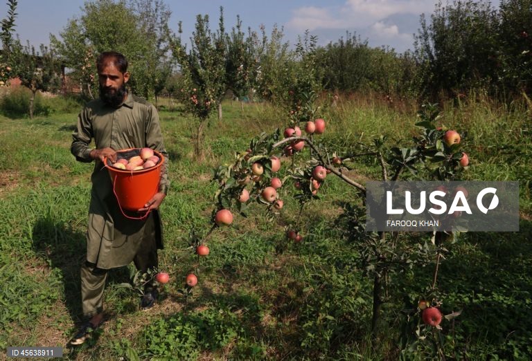 Índia: Colheita da maçã em Caxemira