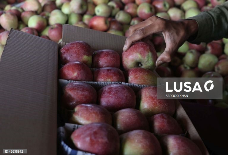 Índia: Colheita da maçã em Caxemira