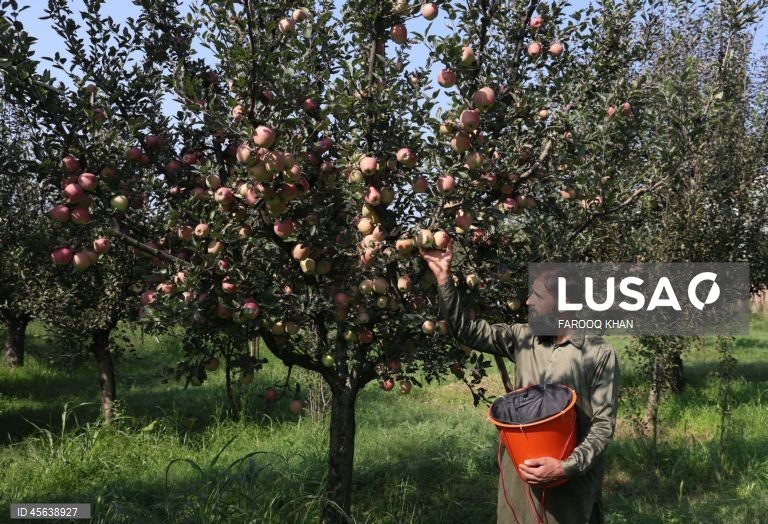 Índia: Colheita da maçã em Caxemira