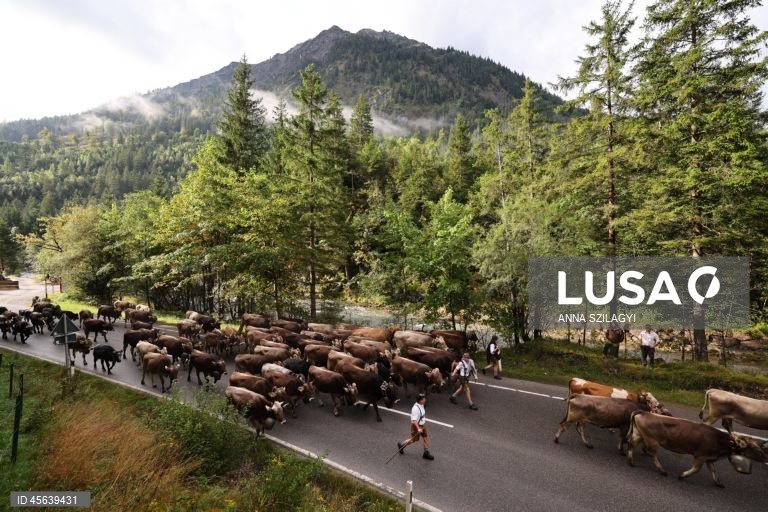 Alemanha: Festival tradicional alpino de «Viehscheid» em Bad Hindelang