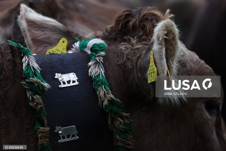 Alemanha: Festival tradicional alpino de «Viehscheid» em Bad Hindelang
