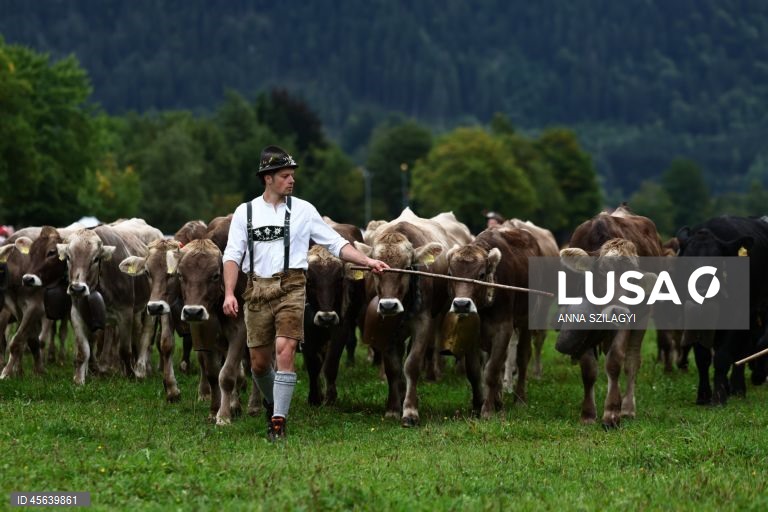 Alemanha: Festival tradicional alpino de «Viehscheid» em Bad Hindelang