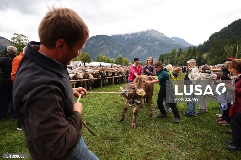 Alemanha: Festival tradicional alpino de «Viehscheid» em Bad Hindelang