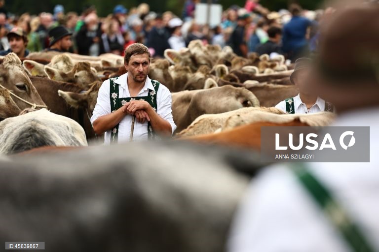 Alemanha: Festival tradicional alpino de «Viehscheid» em Bad Hindelang