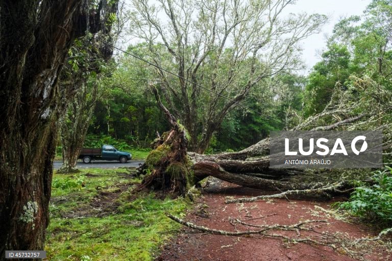 Uma árvore derrubada na sequência da passagem da depressão pós-tropical Gabrielle, nos Altares, Angra do Heroísmo, ilha Terceira, Açores, 26 de setembro de 2025. O ciclone tropical Gabrielle que atinge os Açores deixou de ser um furacão de categoria 1 e passou a ser uma depressão pós-tropical, mas as preocupações mantêm-se, segundo o Instituto Português do Mar e da Atmosfera (IPMA). ANTÓNIO ARAÚJO/LUSA