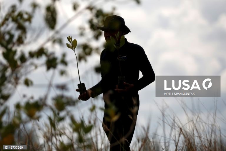Indonésia: Ação de plantação de manguezais para campanha de turismo sustentável