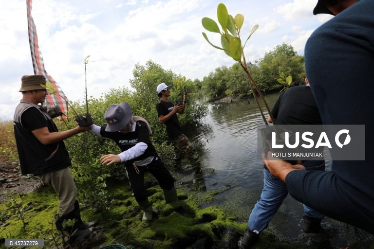 Indonésia: Ação de plantação de manguezais para campanha de turismo sustentável