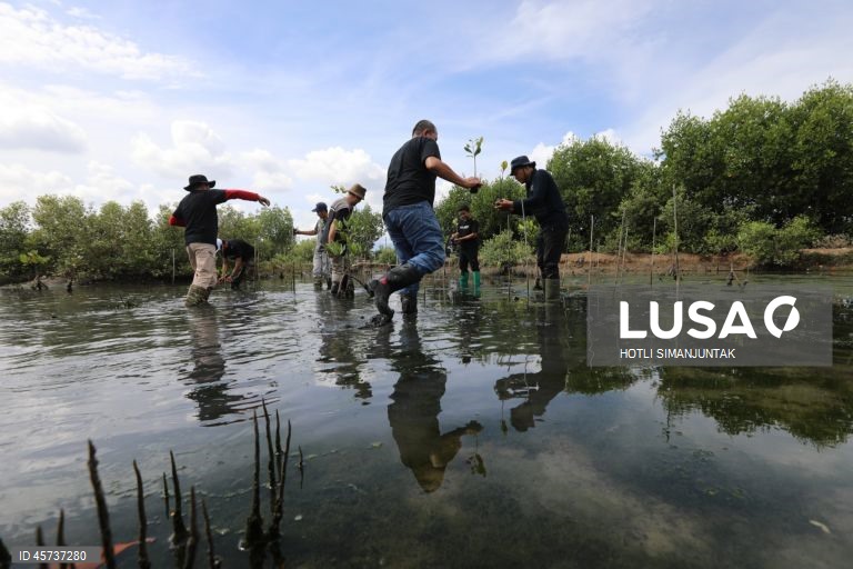 Indonésia: Ação de plantação de manguezais para campanha de turismo sustentável