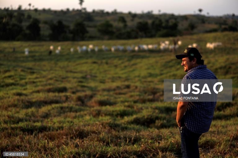 Brasil promove identificação de vacas na Amazônia