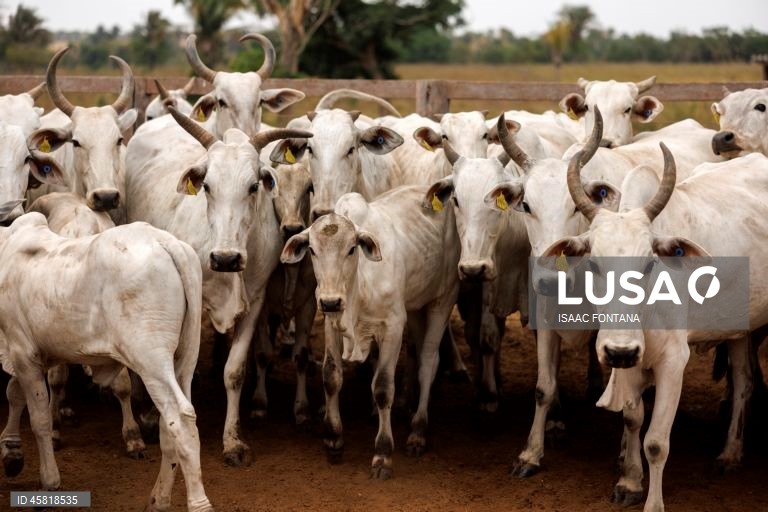 Brasil promove identificação de vacas na Amazônia
