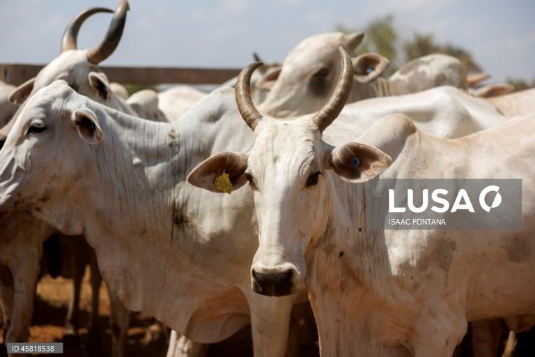 Brasil promove identificação de vacas na Amazônia