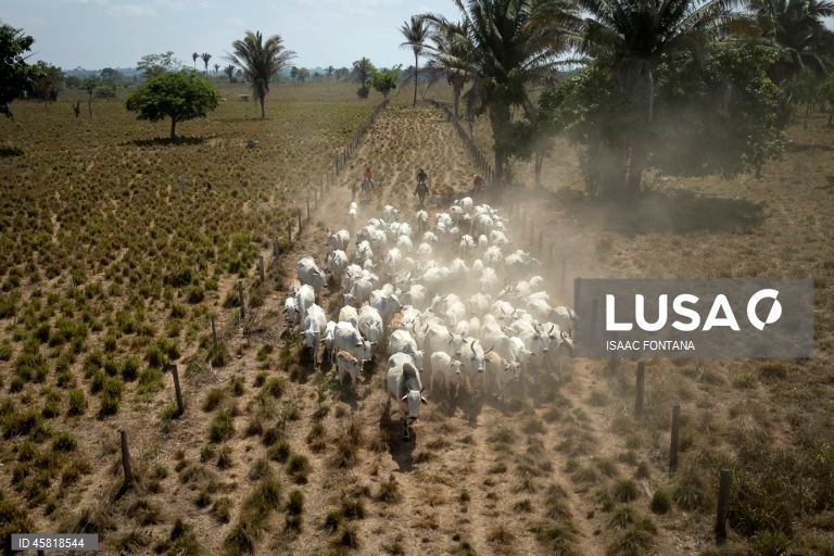 Brasil promove identificação de vacas na Amazônia