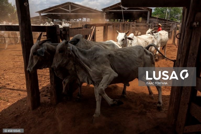 Brasil promove identificação de vacas na Amazônia