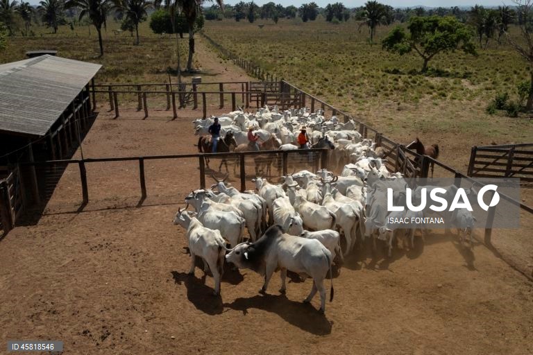 Brasil promove identificação de vacas na Amazônia