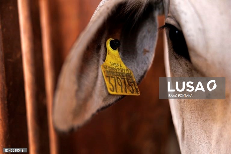 Brasil promove identificação de vacas na Amazônia