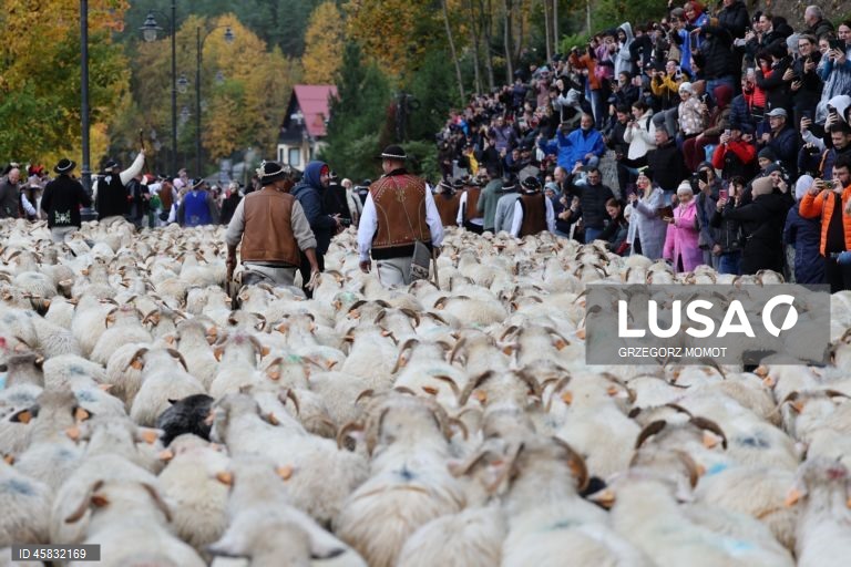 Polónia: Desfile anual das ovelhas Redyk em Szczawnica