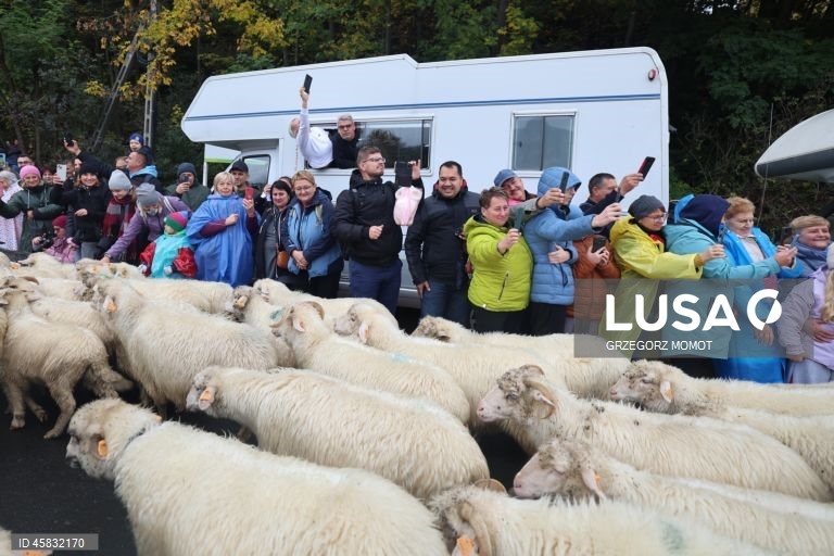 Polónia: Desfile anual das ovelhas Redyk em Szczawnica
