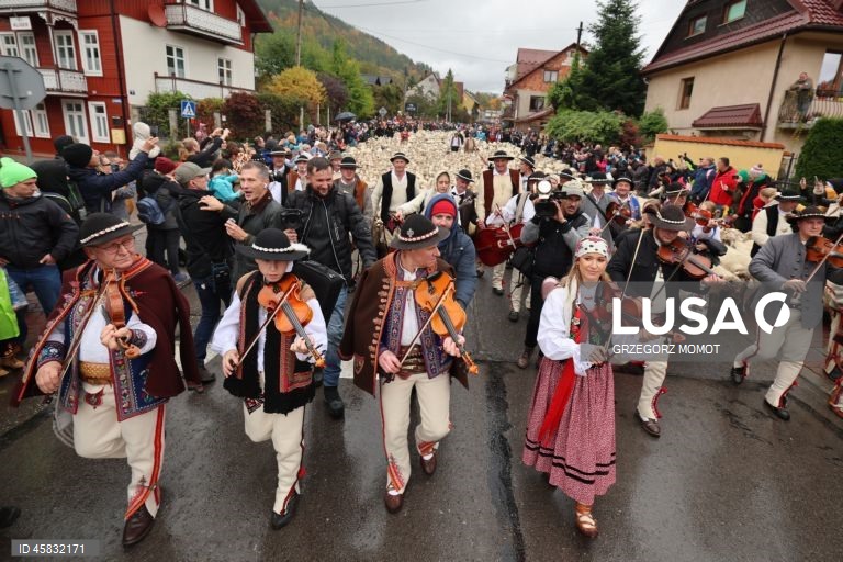 Polónia: Desfile anual das ovelhas Redyk em Szczawnica