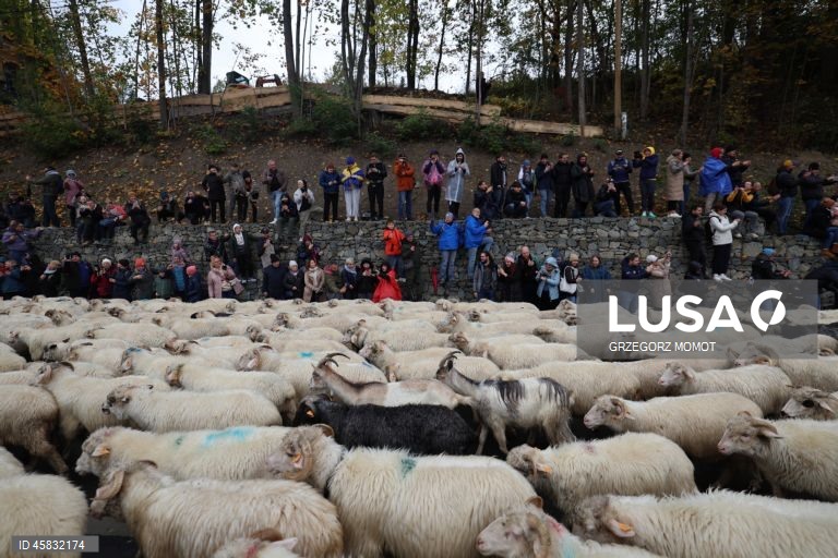 Polónia: Desfile anual das ovelhas Redyk em Szczawnica