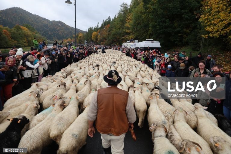 Polónia: Desfile anual das ovelhas Redyk em Szczawnica