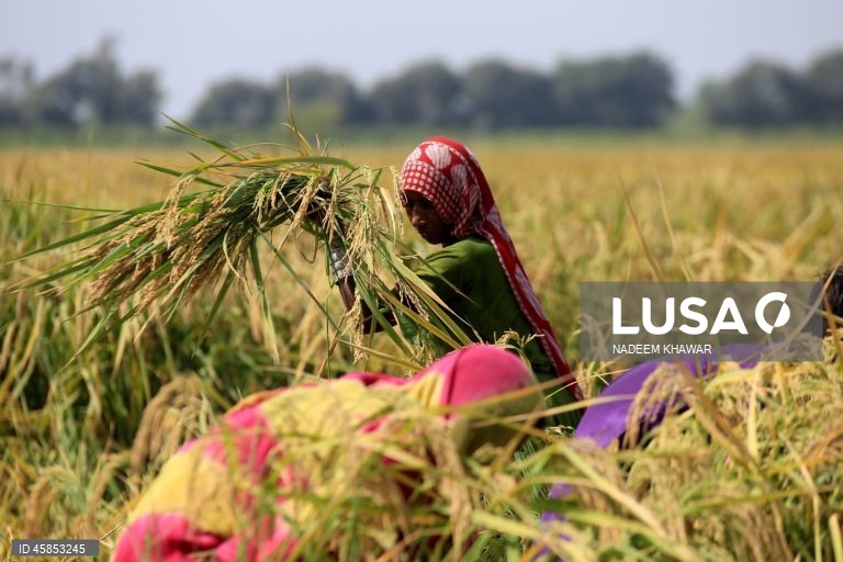 Paquistão: Mulheres trabalham num campo de arroz nos arredores de Hyderabad