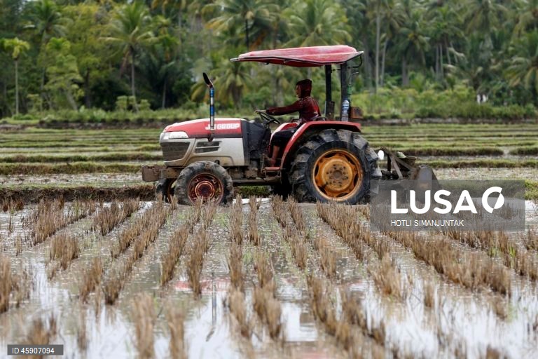 Início da época de plantação de arroz na Indonésia